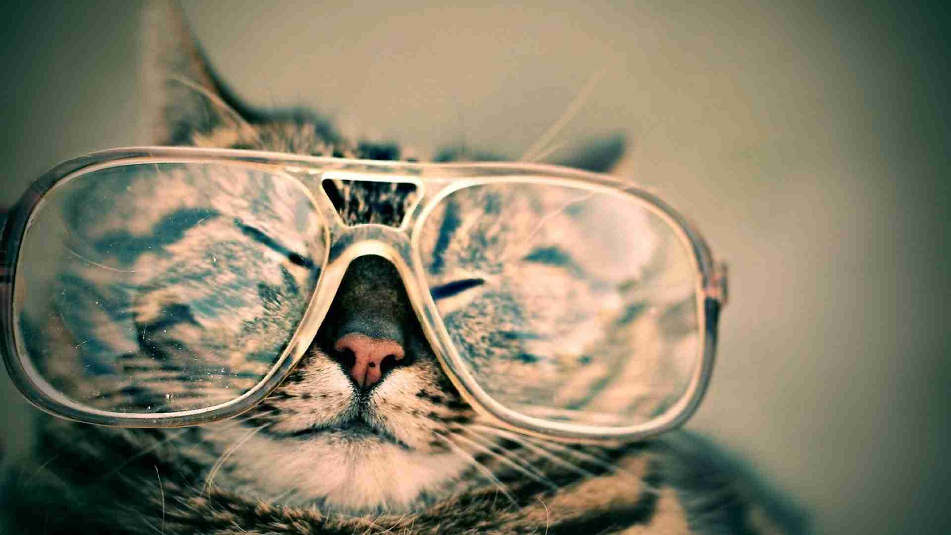 Carr Designs Maintenance Prices Cat with glasses