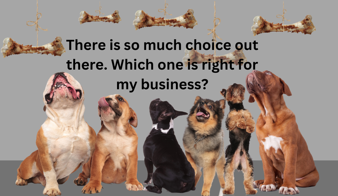 Website Hosting Services - Group of dogs looking up at a selection of dangling meat bones